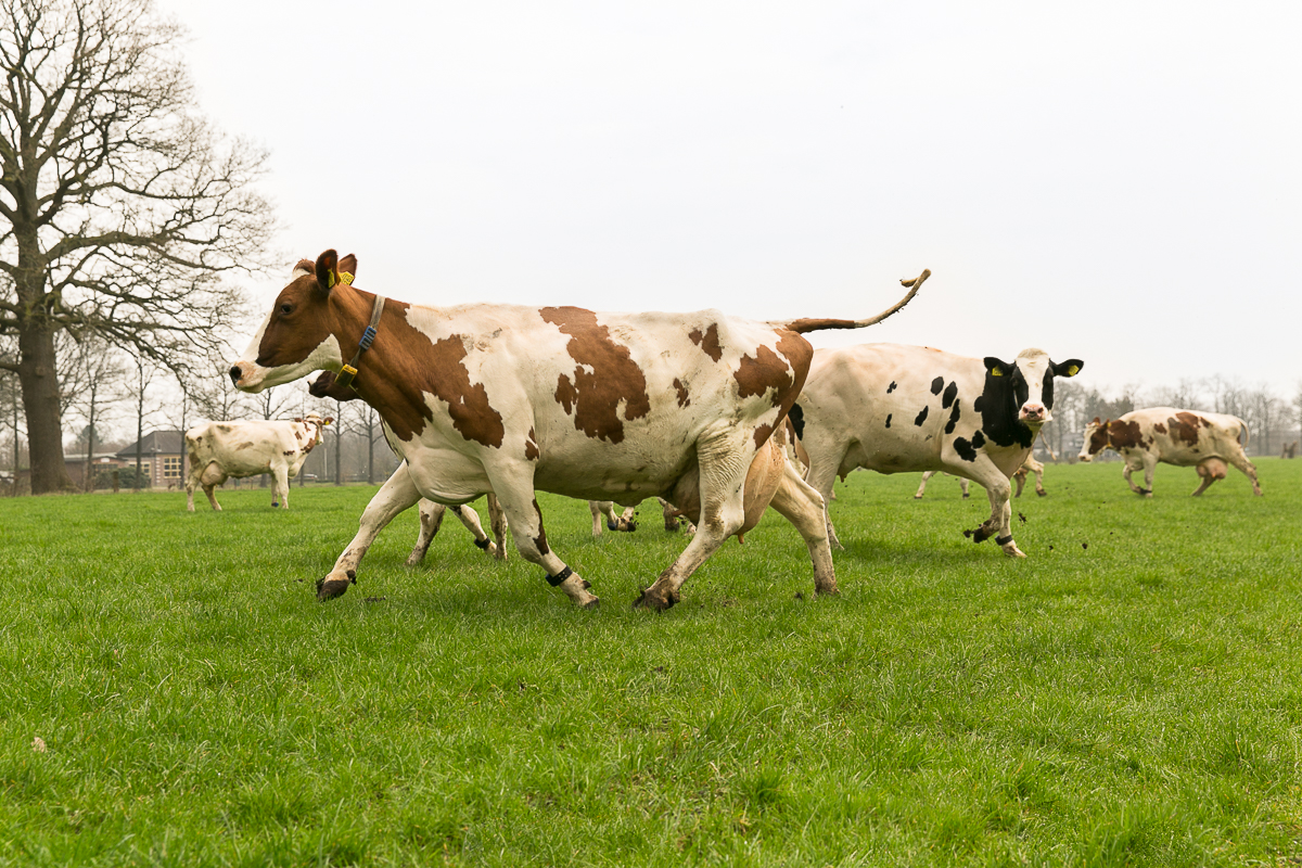 Koeien vrolijk naar buiten tijdens opening boerenseizoen