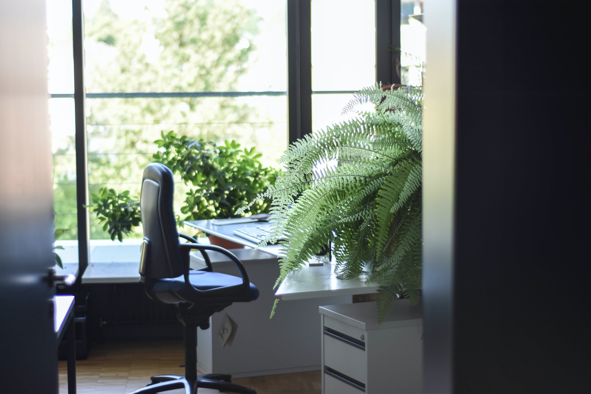 Fleur uw kantoor op met planten!